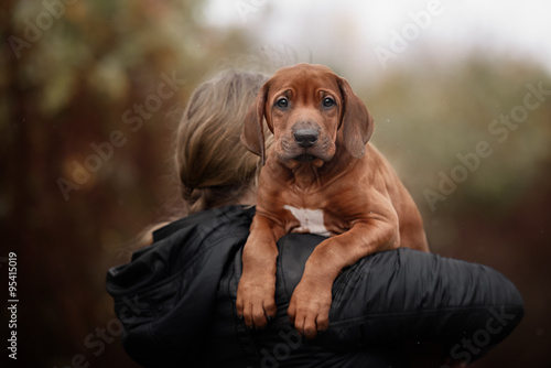 Tableau sur toile Beautiful dog rhodesian ridgeback