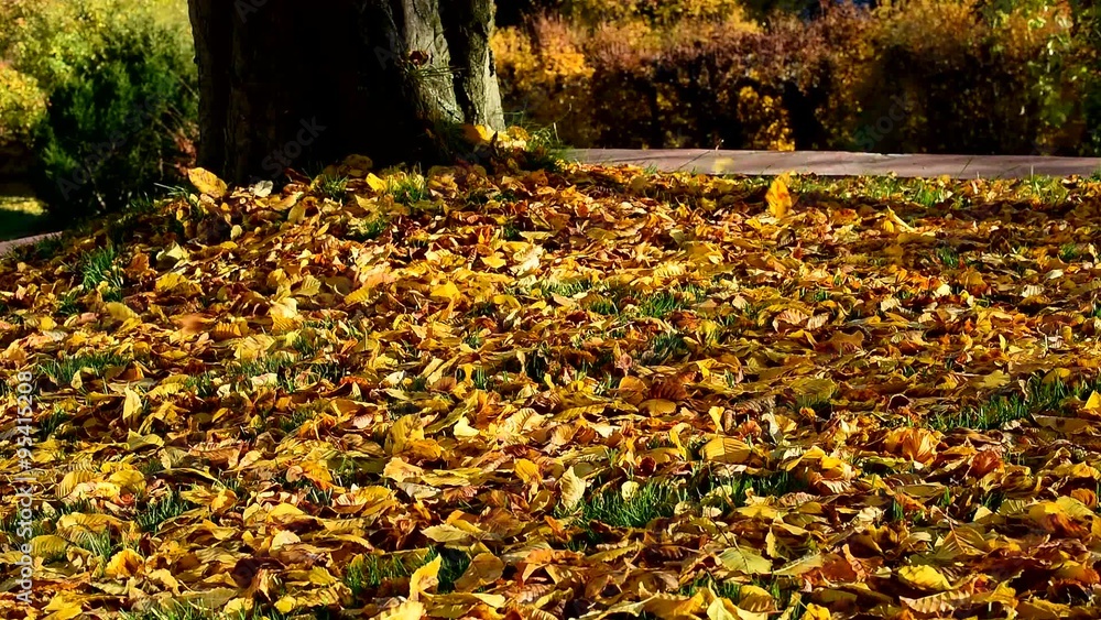 Falling of Leaves from Tree in Fall Falling of Leaves from Tree in Fall
