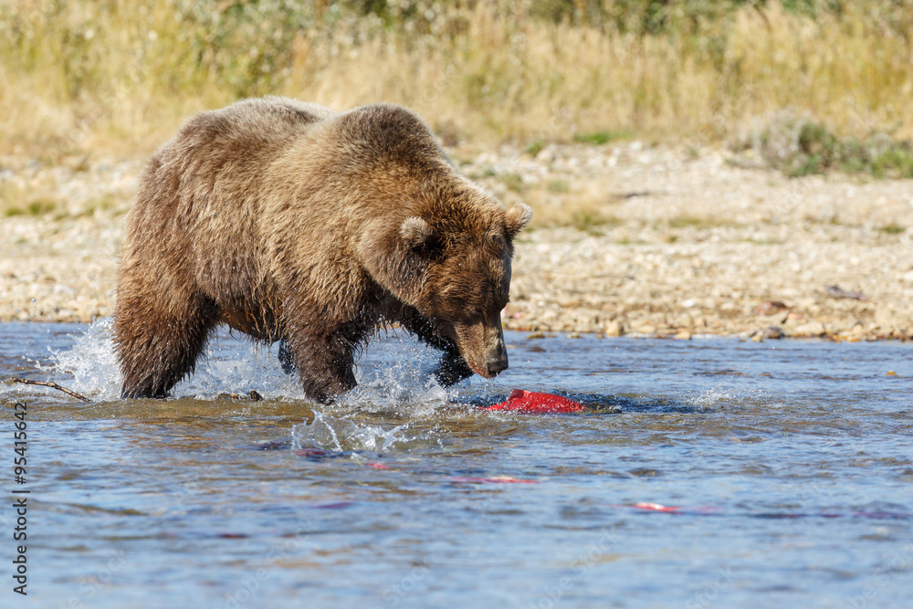 Brown bear chasing sockeye salmon in the river at Alaska Brown bear chasing sockeye salmon in the river at Alaska