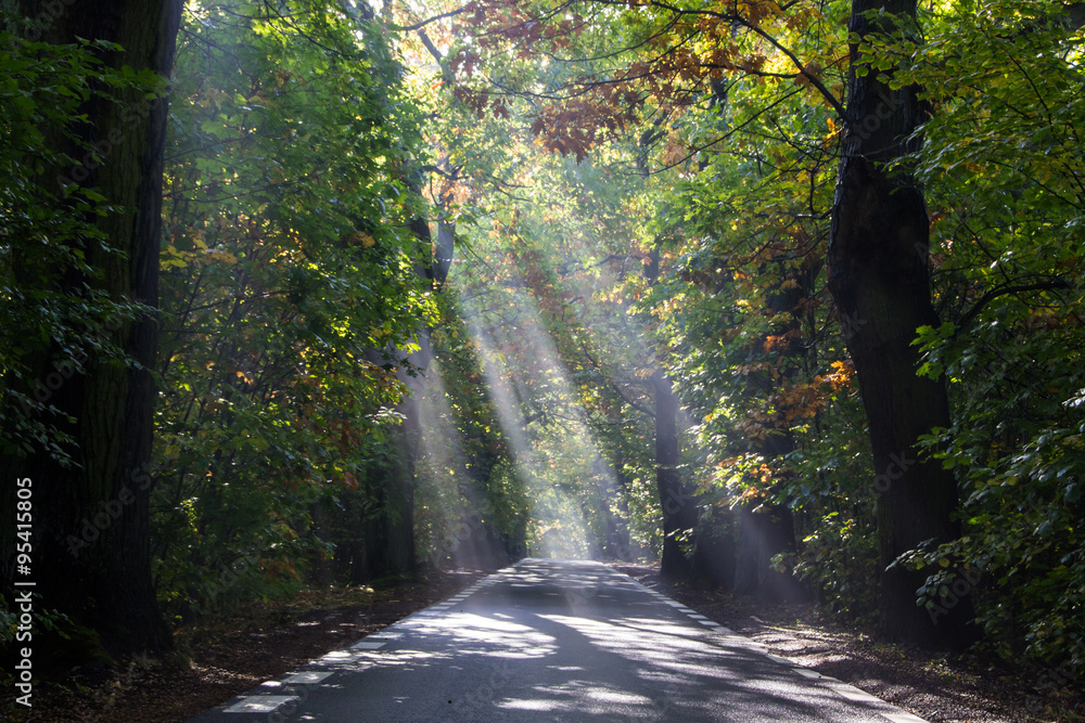 Obraz premium autumn road