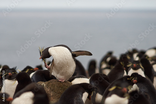 Photos Rockhopper Penguin (Eudyptes chrysocome) preening on Bleaker Island in the Falkland Islands