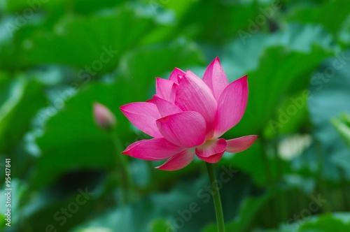 lotus flower