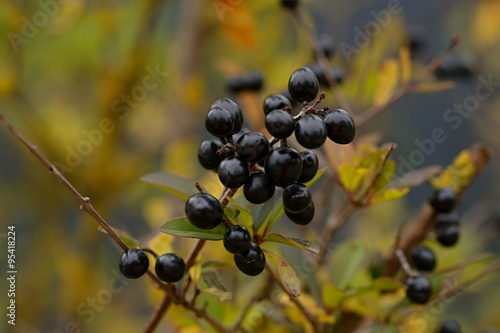 Früchte der Schlehe - des Scheldorns - Ende Oktober