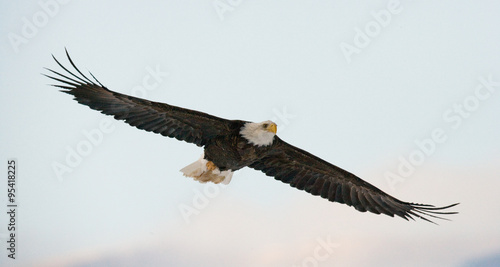 Bald eagle in flight. USA. Alaska. Chilkat River. An excellent illustration
