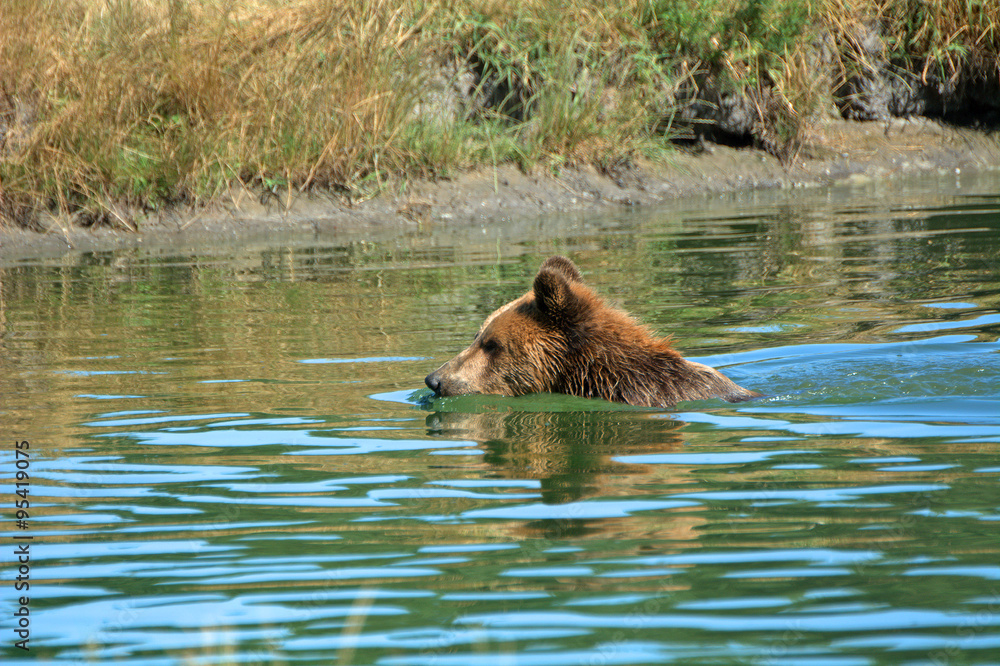Eurasian brown bear, Veresegyhaz, Hungary Eurasian brown bear, Veresegyhaz, Hungary