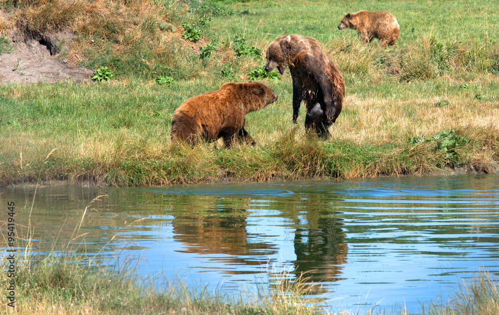 Fototapeta premium Eurasian brown bears, Veresegyhaz, Hungary