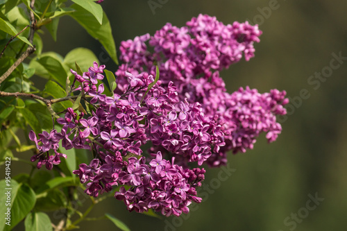 isolated lilac flowers in bloom