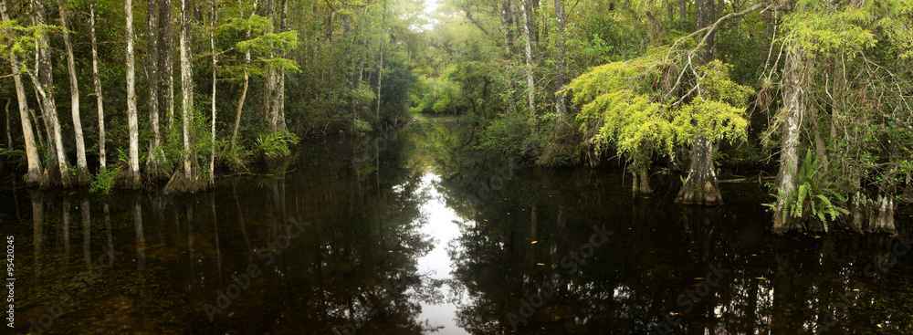Fototapeta premium Panorama of cypress forest and creek through swamp in Florida's Everglades
