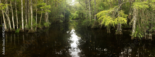Panorama of cypress forest and creek through swamp in Florida's Everglades #95420245