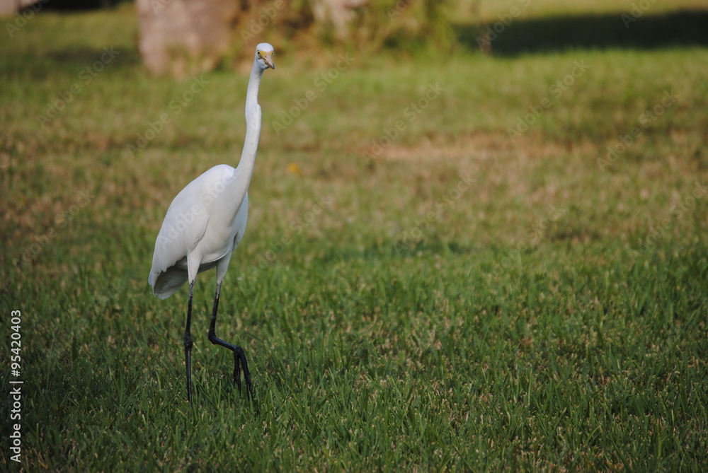 Naklejka premium a beautiful white bird free in the park down by the river