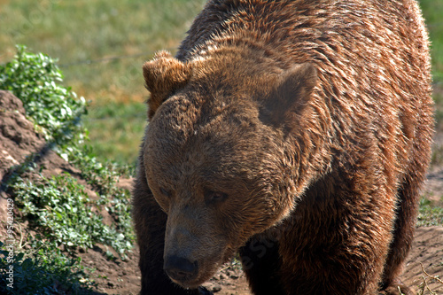 Eurasian brown bear, Veresegyhaz, Hungary