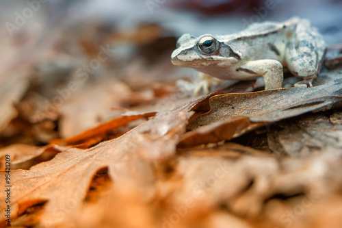 agile frog (Rana dalmatina)