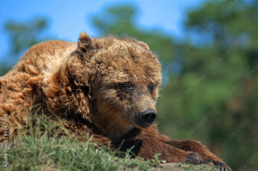 Bears, Veresegyhaz, Hungary