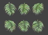 Palm Leaves Vector Set