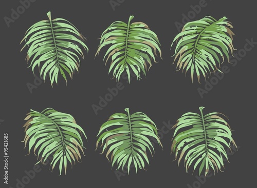 Palm Leaves Vector Set