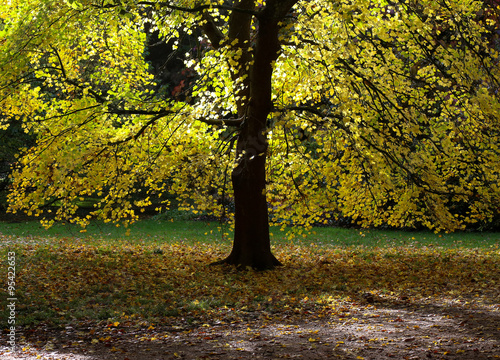 Autumn Leaves Sunny Fall Landscape Colorful Foliage Background