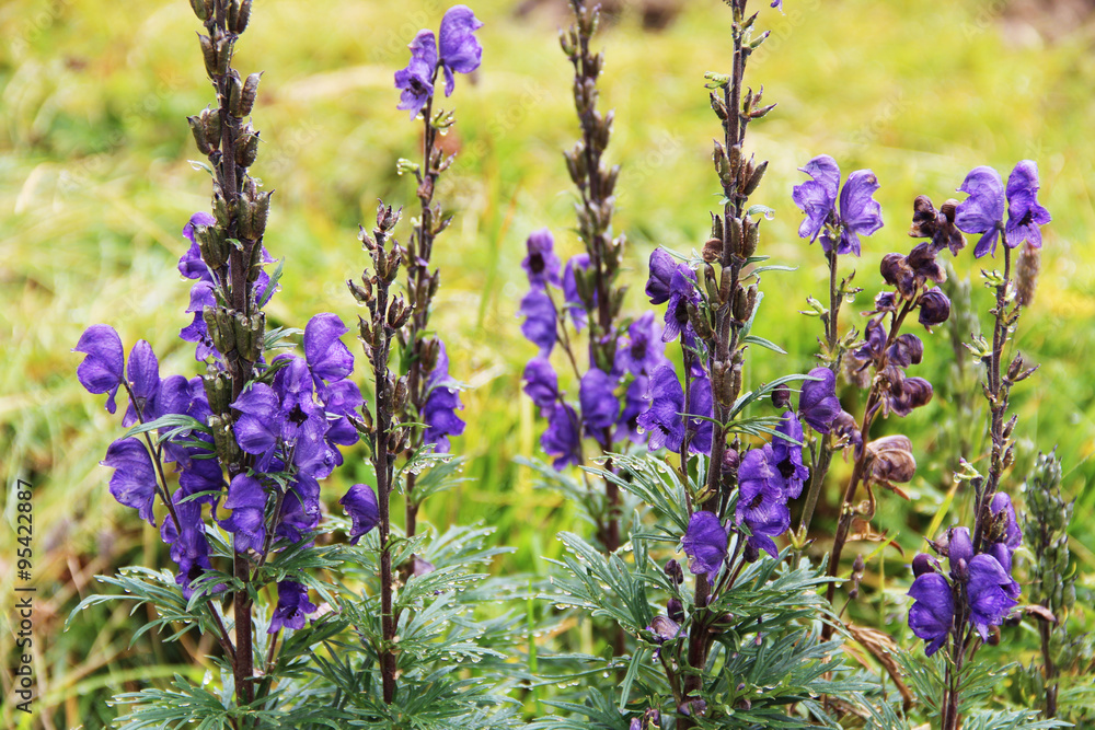 Obraz premium Beautiful mountain scenery, with violet flower in front, Switzerland
