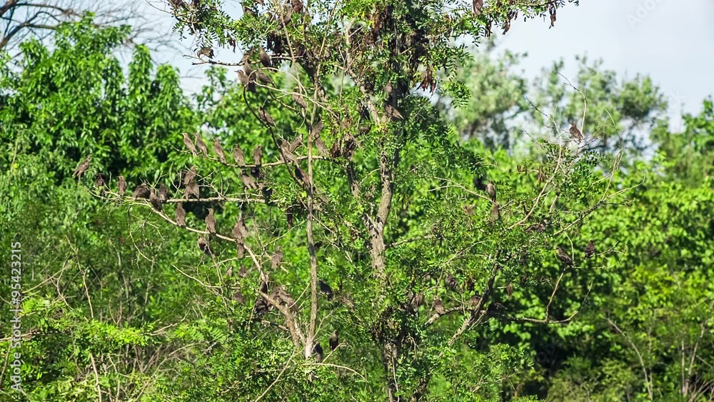 School Of Sparrows Flying Around Branches Of Green Tree School Of Sparrows Flying Around Branches Of Green Tree