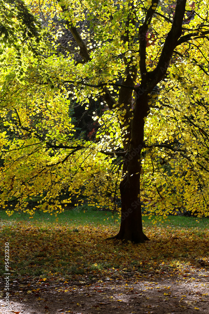 Fototapeta premium Autumn Leaves Sunny Fall Landscape Colorful Foliage Background