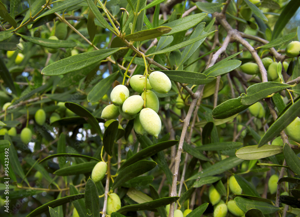 Olives on the tree