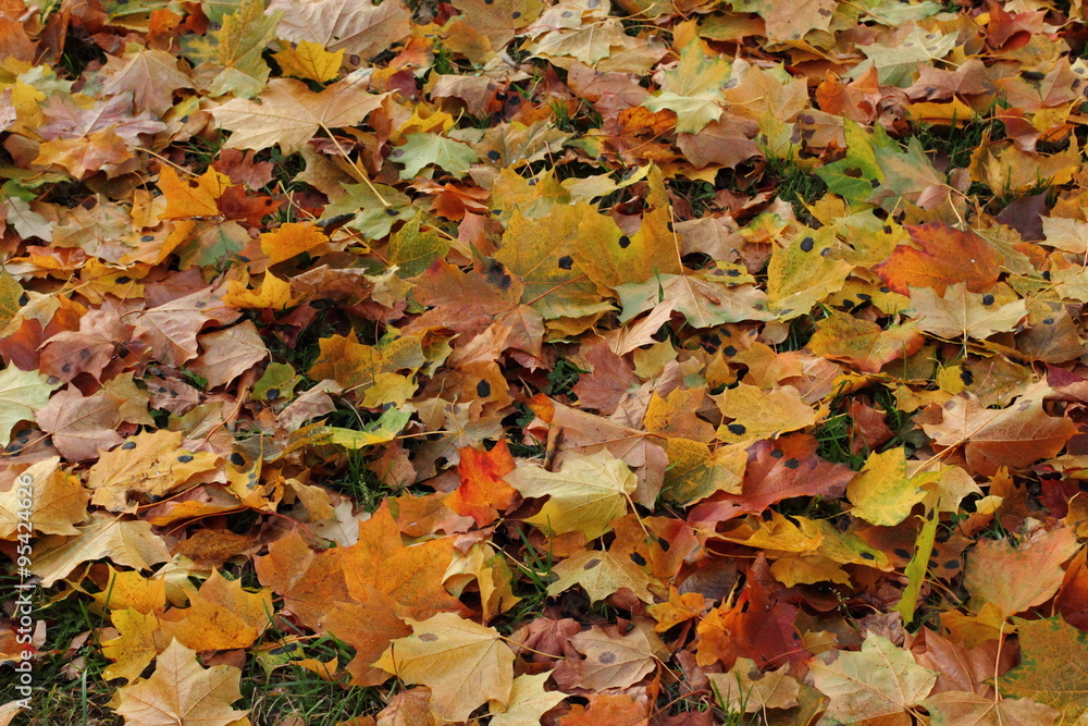 Obraz premium Many multi-colored maple leaves.