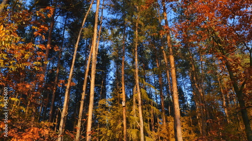 Colorful autumn forest