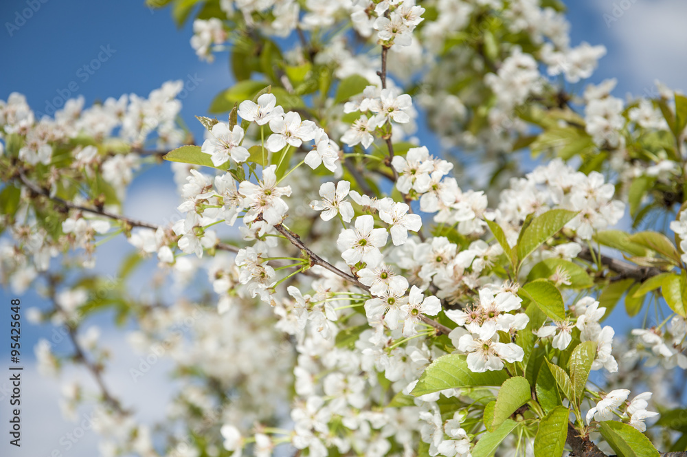 Blossomed cherry tree Blossomed cherry tree