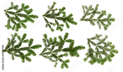 fir branch set isolated on white background