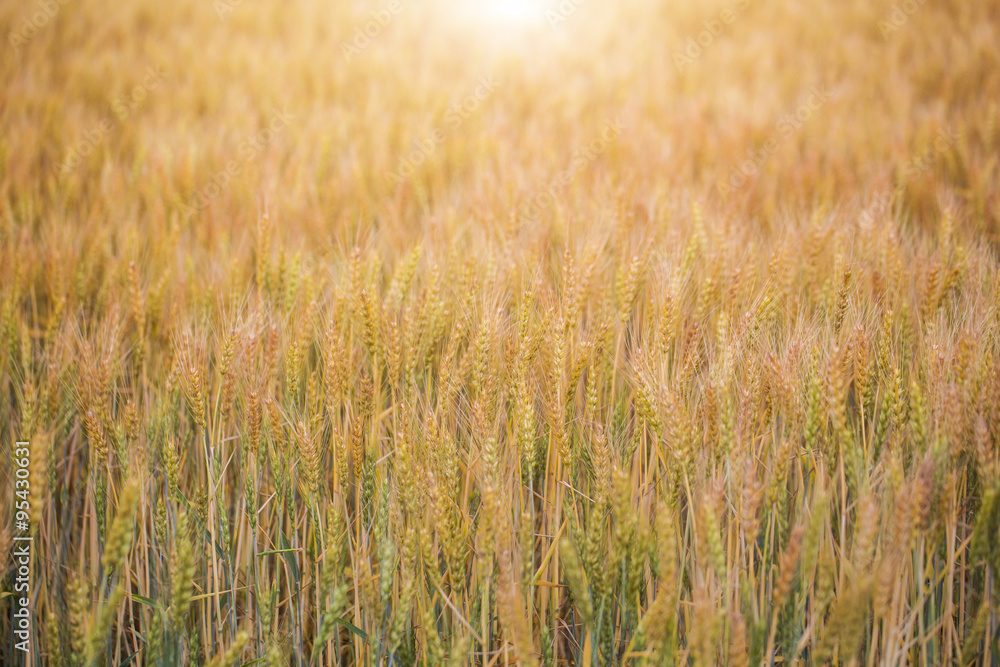 sunny wheat field