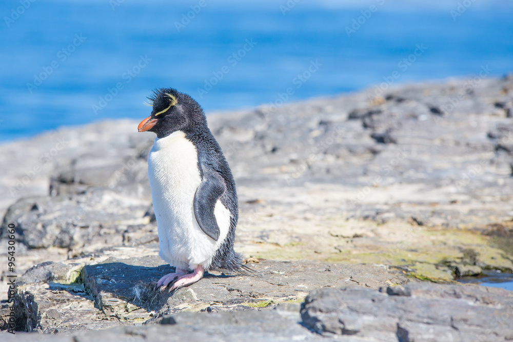 Obraz premium Rockhopper Penguin on a rock in colony