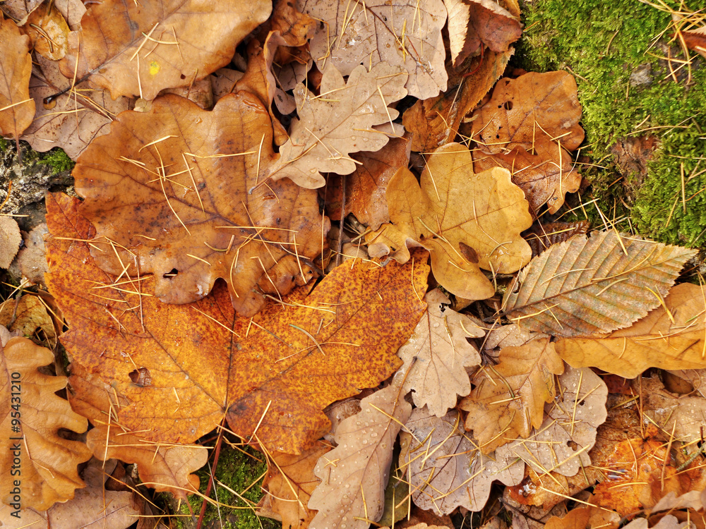 Obraz premium Oak autumn leaves fallen on the ground