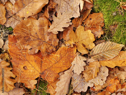 Oak autumn leaves fallen on the ground