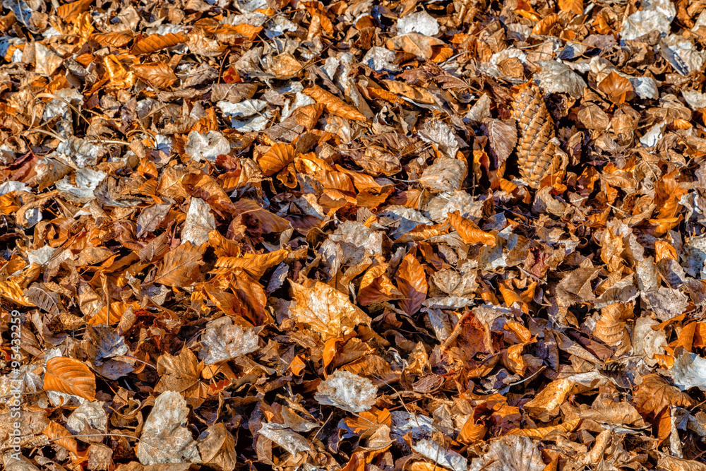 carpet of fall leaves and blades of grass in winter carpet of fall leaves and blades of grass in winter