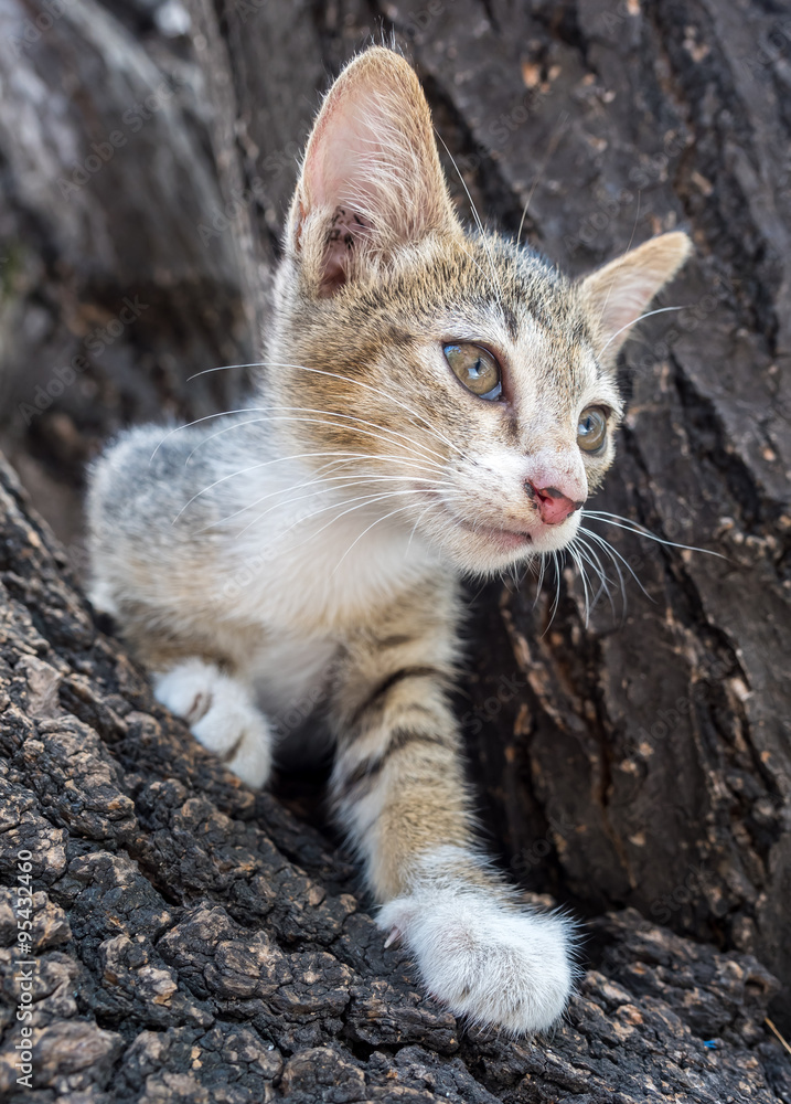 Little cute kitten try to climb down from tree Little cute kitten try to climb down from tree
