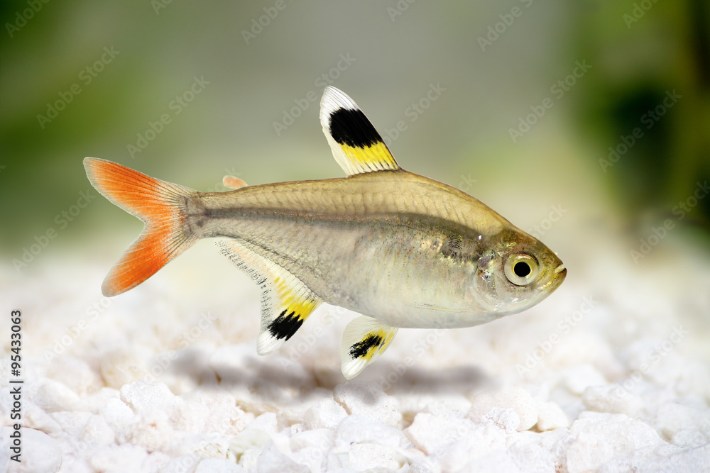 Fototapeta premium Golden pristella tetra Pristella maxillaris X-ray tetra aquarium fish 