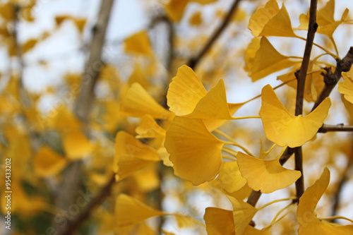Fall ginkgo tree golden yellow leaves in the wind background