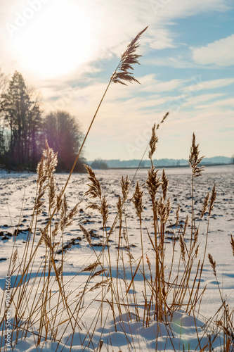 Fototapeta Naklejka Na Ścianę i Meble -  Dry tall grass at snowy field in sunflare, Norway