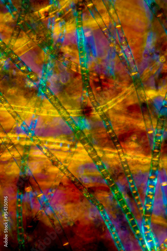 Abstract micrograph of filamentous pond algae taken at 200x with a polarizing microscope. 