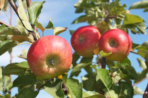 Red apples hanging on a branch