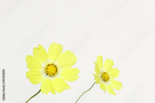 Wallpaper Mural 黄色いコスモス Torontodigital.ca