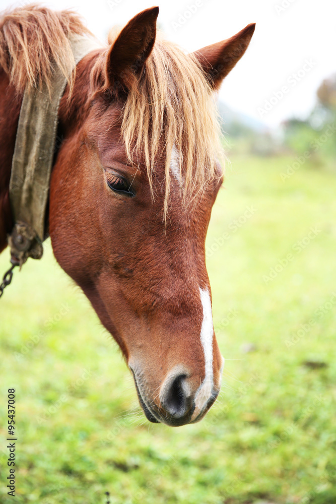 Fototapeta premium Horse grazing on meadow