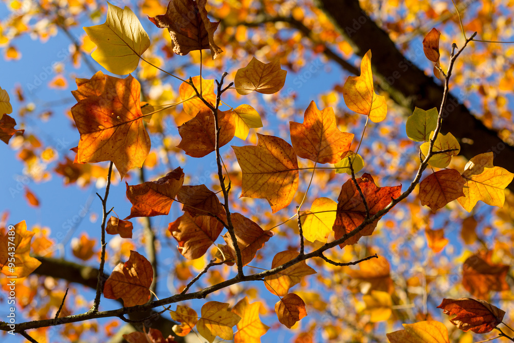 Autumn Leaves Sunny Fall Landscape Colorful Foliage Background