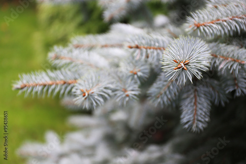 Pine tree, closeup