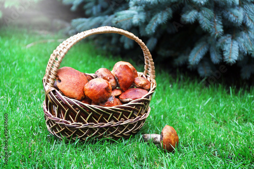 Basket of mushrooms on green grass