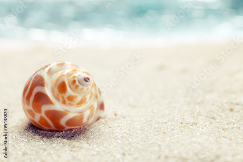 Sea shell on sandy beach