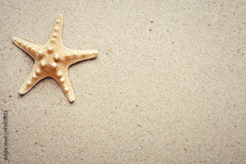 Sea shells on sand. Starfish