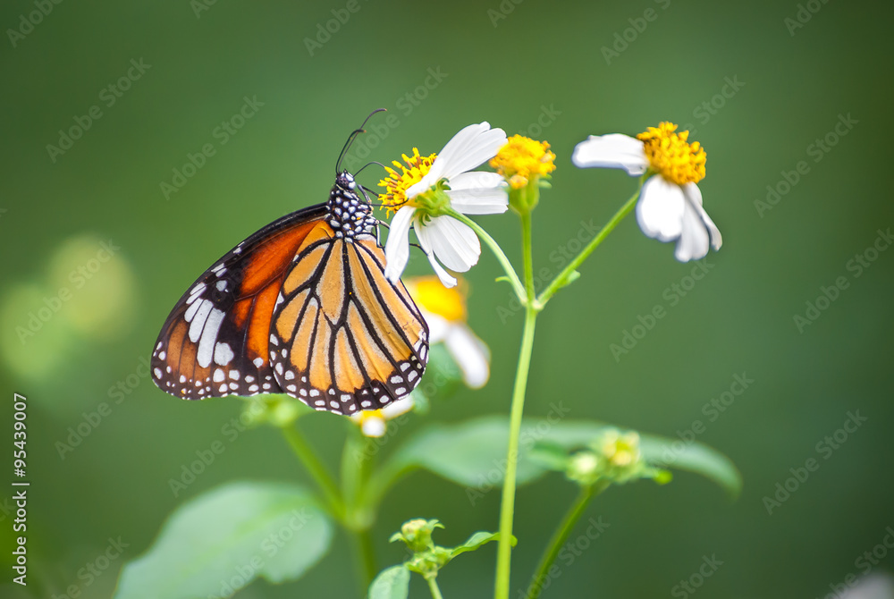 Closeup of the .Common Tiger butterfly (Danaus genutia) feeding on a garden flower Closeup of the .Common Tiger butterfly (Danaus genutia) feeding on a garden flower