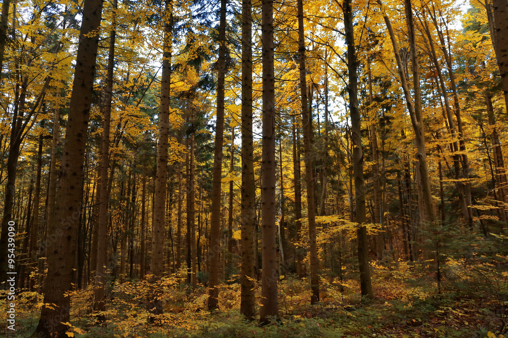 Fototapeta premium High trees in the forest