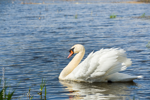 Mute swan, Cygnus, single bird on water