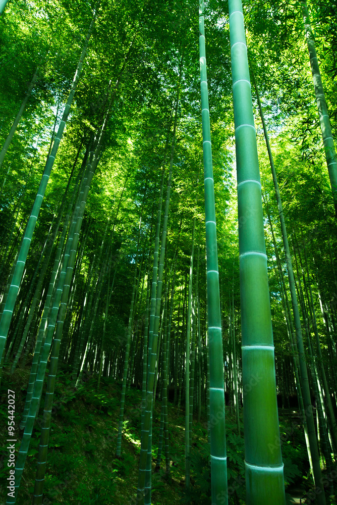 日本の風景 竹林 京都stock Photo Adobe Stock 日本の風景 竹林 京都stock Photo Adobe Stock